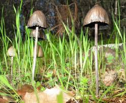 Attēlu rezultāti vaicājumam “Protostropharia alcis”