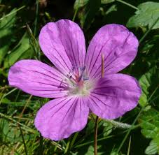 Attēlu rezultāti vaicājumam “Geranium palustre flower”