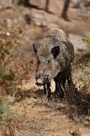 Attēlu rezultāti vaicājumam “Sus scrofa”