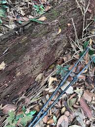 Attēlu rezultāti vaicājumam “Trichia alpina spores”