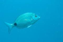 Image result for Diplodus capensis