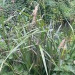 Attēlu rezultāti vaicājumam “Carex acutiformis leaf”