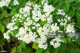 Attēlu rezultāti vaicājumam “Spiraea chamaedryfolia flower”