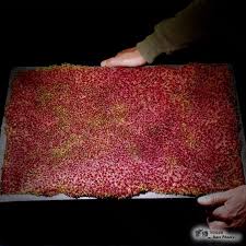 Attēlu rezultāti vaicājumam “Sphagnum rubellum”