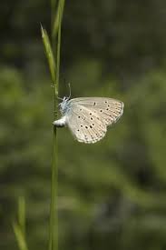 Attēlu rezultāti vaicājumam “Maculinea alcon female”