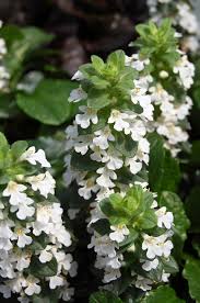 Attēlu rezultāti vaicājumam “Ajuga reptans bud”