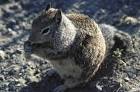 Ground squirrel mammal public - via Daymix