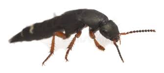 Attēlu rezultāti vaicājumam “Platydracus fulvipes”