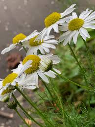 Attēlu rezultāti vaicājumam “Tripleurospermum inodorum leaf”