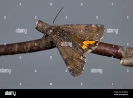 Attēlu rezultāti vaicājumam “Archiearis parthenias”