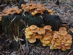 Attēlu rezultāti vaicājumam “Xeromphalina campanella”