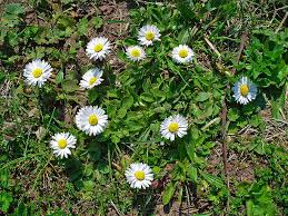 Attēlu rezultāti vaicājumam “Bellis perennis flower”