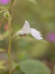 Attēlu rezultāti vaicājumam “Balsaminaceae”