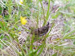 Attēlu rezultāti vaicājumam “Ephemera sp.”