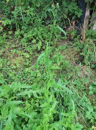 Attēlu rezultāti vaicājumam “Sonchus arvensis subsp. uliginosus”