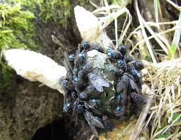 Attēlu rezultāti vaicājumam “Phallus impudicus”