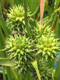 Attēlu rezultāti vaicājumam “Sparganium erectum aggr. leaf”