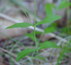 Attēlu rezultāti vaicājumam “Moehringia lateriflora flower”