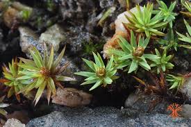 Attēlu rezultāti vaicājumam “Pogonatum urnigerum macro”