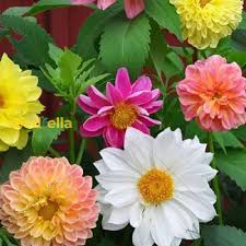 Image result for Dahlia hybrid.