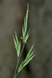 Attēlu rezultāti vaicājumam “Festuca rubra subsp. rubra fruit”
