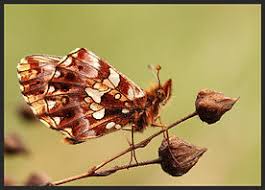 Attēlu rezultāti vaicājumam “Boloria dia underside”