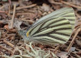 Attēlu rezultāti vaicājumam “Pieris napi”