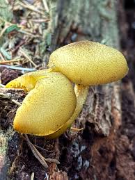 Attēlu rezultāti vaicājumam “Tricholomopsis decora”