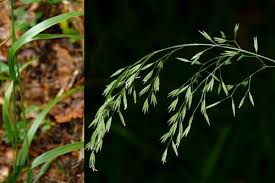 Attēlu rezultāti vaicājumam “Festuca altissima”