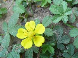 Attēlu rezultāti vaicājumam “Potentilla reptans flower”