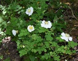 Attēlu rezultāti vaicājumam “Rosa glabrifolia”