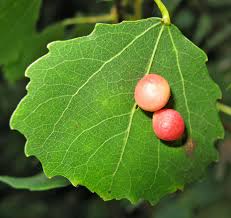 Attēlu rezultāti vaicājumam “Harmandia”