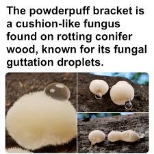 Attēlu rezultāti vaicājumam “Postia ptychogaster”