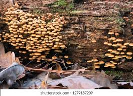 Attēlu rezultāti vaicājumam “Xeromphalina campanella”