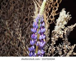 Attēlu rezultāti vaicājumam “Carex dioica male flower”