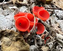 Attēlu rezultāti vaicājumam “Sarcoscypha austriaca var. lutea”