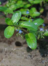 Attēlu rezultāti vaicājumam “Veronica beccabunga bud”