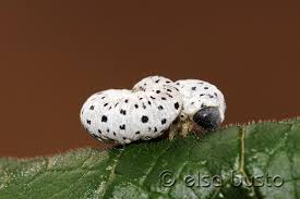 Attēlu rezultāti vaicājumam “Tenthredo scrophulariae larva”