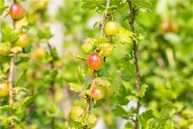 Attēlu rezultāti vaicājumam “Ribes uva-crispa fruit”