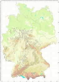 Attēlu rezultāti vaicājumam “Serpoleskea confervoides”