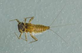 Attēlu rezultāti vaicājumam “Ephemeroptera larvae”