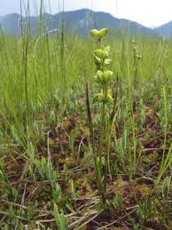 Attēlu rezultāti vaicājumam “Scheuchzeria palustris”