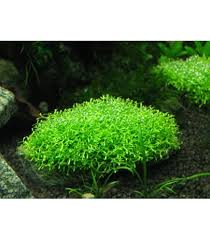 Attēlu rezultāti vaicājumam “Leptodictyum riparium sporophyte”