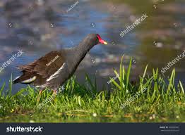 Attēlu rezultāti vaicājumam “Gallinula chloropus”