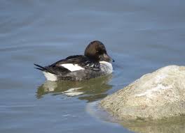 Attēlu rezultāti vaicājumam “Bucephala clangula juvenile”
