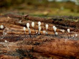 Attēlu rezultāti vaicājumam “Comatricha sp.”