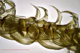 Attēlu rezultāti vaicājumam “Hamatocaulis vernicosus”