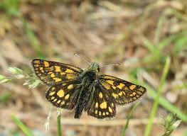 Attēlu rezultāti vaicājumam “Carterocephalus palaemon underside”