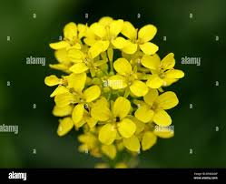 Attēlu rezultāti vaicājumam “Cruciferae”