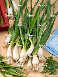 Résultat de recherche d'images pour "Allium fistulosum"